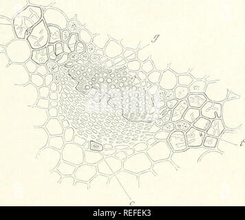 . Vergleichende Anatomie der vegetativen Organe Der phanerogamen und Farne. Anlage Anatomie; Phanerogamen; Farne. Enden und die Verbindungen des Bundles. 381 nämlich länglich; aber sie sind im Durchschnitt kürzer und breiter, und Terminal Oberflächen, die sind aber ein wenig schräg, und kann sogar horizontal sein. Der Abstand von der Innenkante erhöht, ihre Länge schnell abnimmt, während ihre Breite erhöht, so dass in den äußeren Teil der Grenze, die Sie nicht mehr sind, und oft sogar kürzer als sie breit, das so ähnlich in Form und Größe zu den benachbarten parenchymatische Zellen. Die Stockfoto