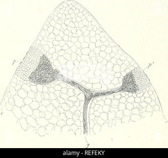 . Vergleichende Anatomie der vegetativen Organe Der phanerogamen und Farne. Anlage Anatomie; Phanerogamen; Farne. 37 "PRIMARl' ANORDNUNG VON GEWEBEN. senkrecht zur Oberfläche unter jedem epidermale furiow, endend in einiger Entfernung innerhalb der letzteren in einem Konischen oder Hohl - konische Erweiterung. Auf oder in dieser Erweiterung liegt ein epithema, ovale oder längliche Form, die je nach Tierart^ und bis in die Epidermis, die Wasser enthält - Poren. Seine Zellen sind im Durchschnitt etwa ein Fünftel so groß wie die des umgebenden Chlorophyll-Parenchym, rundlich sind oder etwas in der gleichen länglichen Stockfoto