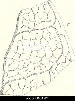 . Vergleichende Anatomie der vegetativen Organe Der phanerogamen und Farne. Anlage Anatomie; Phanerogamen; Farne. Tr-rRIMARV ANORDNUNG VON GEWEBEN. Die Dilatation des Terminal Zweige oben kommt entweder durch Dilatation der einzelnen tracheides erwähnt, oder durch die Erhöhung der Anzahl der Zeilen. Die Oberflächen der tracheides, auf das Parenchym angrenzen, sind in der Regel stark geschnitten werden, entweder quer oder schräg. Charakteristische Unterschiede entsprechend der mehrere Formen der Verteilung der Pakete, oder auf das größere systematische Spaltungen, die nicht eingehalten werden, außer Stockfoto