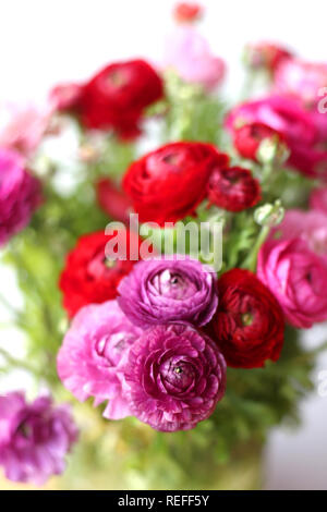 Ranunkeln Ranunkeln Blumen Hintergrund Danke romantische Postkarte Hintergrund für Design natürliches Licht Liebe Stockfoto