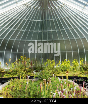 Atemberaubende viktorianische Green House in Glasgow Botanic Gardens Stockfoto