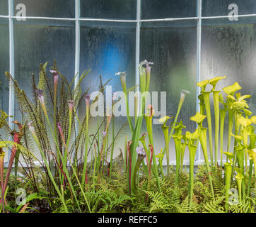 Atemberaubende viktorianische Green House in Glasgow Botanic Gardens Stockfoto