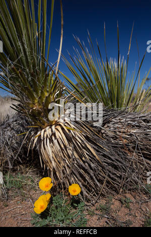 Ein paar Gold Poppy Wildblumen unter einem Yucca Pflanze im Süden von New Mexiko mit tief blauen Himmel wachsen Stockfoto