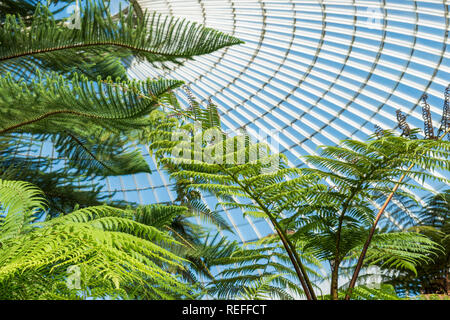 Atemberaubende viktorianische Green House in Glasgow Botanic Gardens Stockfoto