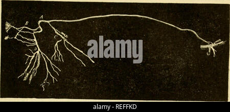 . Die vergleichende Anatomie der domestizierten Tiere. Pferde; Veterinär Anatomie. T-STÜCK Ductus thoracicus 72S, Abb. 396.. Fi?. 397.. Bitte beachten Sie, dass diese Bilder sind von der gescannten Seite Bilder, die digital für die Lesbarkeit verbessert haben mögen - Färbung und Aussehen dieser Abbildungen können nicht perfekt dem Original ähneln. extrahiert. Chauveau, A. (Auguste), 1827-1917; Arloing, S. (Saturnin), 1846-1911; Fleming, George, 1833-1901. New York: Appleton Stockfoto