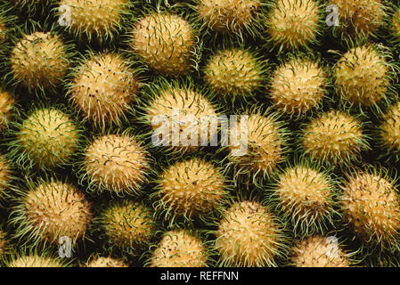 Blick von oben auf die gelben rambutan. Rambutan ist eine lokale Frucht auf Malaysia, native auf den Malay-Indonesian Region und anderen Regionen des tropischen Südosten Asi Stockfoto