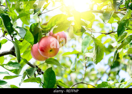 Filiale reife Äpfel in einem Garten. Selektive konzentrieren. Platz kopieren Stockfoto