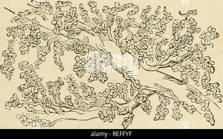 . Die vergleichende Anatomie der domestizierten Tiere. Veterinär Anatomie. Der Fötus. 899 tliafc der wichtigsten hippomancs, und wenn zwischen den Fingern betätigt, den braunen Materie coLtaiued in dünner wallcd Sac entkam durch die PEDICLE und sjjread sich über die äußere Oberfläche des chorion. Gibt die villosities der Plazenta wurden am Rand der Öffnung, die durch eine weißliche Brustwarzenhof (Abb. umgeben war nicht vorhanden. 425, h). "Wäre es nicht zugelassen werden, von der dieser Disposition, dass die hippomanes zwischen der Plazenta und die Gebärmutter entwickelt wird und nach innen durchgeführt, der durch Drücken bevor ich Stockfoto