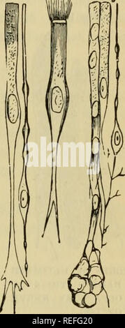 . Die vergleichende Anatomie der domestizierten Tiere. Veterinär Anatomie. Die NASENHÖHLE. 523 Abb. 309. 11/Der inferior oder vorderen Fahrgastraum dieser osteo-knorpelige Spalten. Es dringt auch durch die halbrunde Öffnung dieses Meatus, in den Sinus, es Seine schleimige Futter zu geben, und ist ebenfalls in den Kanal des Jacobson verlängert. Hinter, ist es kontinuierlich mit dem Futter Membran der Rachenraum. Seine tiefe Gesicht ist von der Knochenhaut oder perichondrium getrennt, von der Knöchernen oder Knorpeligen Wände, an denen es verbreitet ist; und es ist mit den beiden Precited Schichten United, Stockfoto