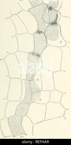 . Vergleichende Anatomie der vegetativen Organe Der phanerogamen und Farne. Anlage Anatomie; Phanerogamen; Farne. LATICIFEROUS SCHIFFE. 169 ob diese coagula wirklich sind Latex, kam als solche aus dem Röhrchen, und nicht Produkte der Gerinnung von Flüssigkeiten, die durch die Wände der Blutgefässe verbreitet hatte. Abs. 47. Die Unterschiede der beiden Kategorien von laticiferous Rohre hängt von bestimmten Phänomenen ihrer Entwicklung und die Form. Der Gelenkbus Serie, wie Typen, die die Der Cichoracese, Papaveracea; und Papayaceae dienen können, ergeben sich aus der Reihe der lang gestreckten Zellen des Meristems Stockfoto