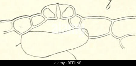 . Vergleichende Anatomie der vegetativen Organe Der phanerogamen und Farne. Anlage Anatomie; Phanerogamen; Farne. . Bitte beachten Sie, dass diese Bilder sind von der gescannten Seite Bilder, die digital für die Lesbarkeit verbessert haben mögen - Färbung und Aussehen dieser Abbildungen können nicht perfekt dem Original ähneln. extrahiert. Bary, A. de (Anton), 1831-1888; Bower, F. O. (Frederick Orpen), 1855-1948; Scott, Dukinfield Henry, 1854-1934. Oxford: Clarendon Press Stockfoto
