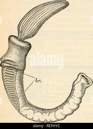 . Vergleichende Anatomie und Physiologie. 86 VERGLEICHENDE ANATOMIE UND PHYSIOLOGIE. Viel wie in einen Fisch, kiemen an den Seiten der anterioren Region des Verdauungstraktes entwickelt. In Bezug auf den Artenschutz, es ist jedoch deutlich zu beachten, dass L&gt; otli diese Orgel, (Chorda dorsalis und Gill - Schlitze) zu finden sind, und wir können daher für die angestammten oder ideale Stellung in einem länglichen, bilateral Sym- trische, meta-merically Seg- tierten Tier, in der die CEN-zentralen Nervensystem Sys-tem, dorsal in der Lage, an einer Stange von der Firma tis unterstützt wurde - Sue, in der die Seiten des b Suchen Stockfoto
