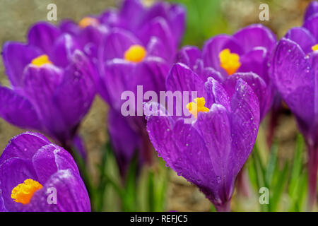 Lila Krokus im Frühlingsgarten. Stockfoto