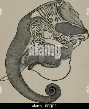 . Vergleichende Anatomie für die Zwecke des Künstlers angewendet. Anatomie, Vergleichende; Anatomie, künstlerischen. Platte XIII 75. Bitte beachten Sie, dass diese Bilder sind von der gescannten Seite Bilder, die digital für die Lesbarkeit verbessert haben mögen - Färbung und Aussehen dieser Abbildungen können nicht perfekt dem Original ähneln. extrahiert. Hawkins, B. Waterhouse (Benjamin Waterhouse), 1807-1889; Wallis, George, 1811-1891. London: Winsor & Amp; Newton, Ltd. Stockfoto