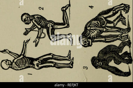 . Vergleichende Anatomie für die Zwecke des Künstlers angewendet. Anatomie, Vergleichende; Anatomie, künstlerischen. . Bitte beachten Sie, dass diese Bilder sind von der gescannten Seite Bilder, die digital für die Lesbarkeit verbessert haben mögen - Färbung und Aussehen dieser Abbildungen können nicht perfekt dem Original ähneln. extrahiert. Hawkins, B. Waterhouse (Benjamin Waterhouse), 1807-1889; Wallis, George, 1811-1891. London: Winsor & Amp; Newton, Ltd. Stockfoto