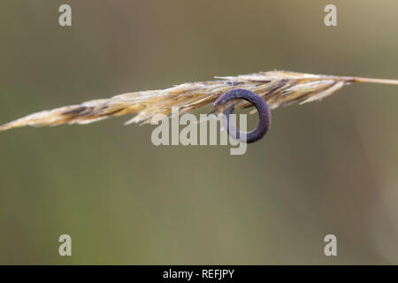 Mutterkorn (Claviceps purpurea; Pilz; auf Gras Samen Kopf, Großbritannien Stockfoto