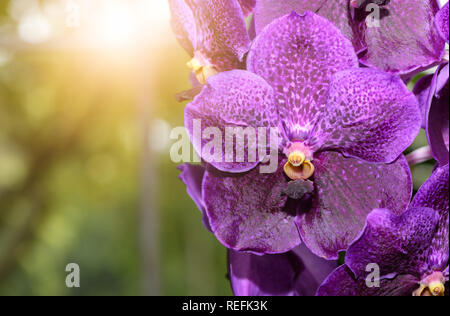 Lila Vanda orchid flower mit Sonnenlicht, Blume Hintergrund Stockfoto