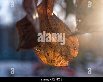 Braun im letzten Jahr Blätter an einem Baum im Winter, Moskau Stockfoto