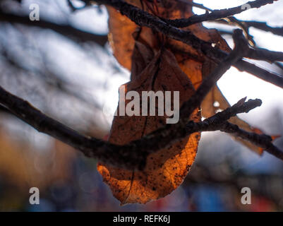 Braun im letzten Jahr Blätter an einem Baum im Winter, Moskau Stockfoto