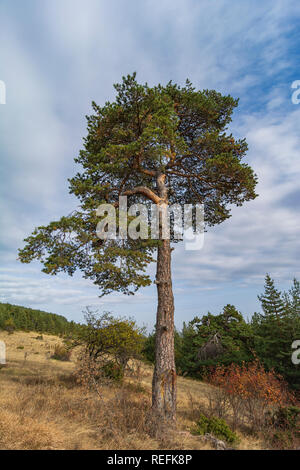 Pinus heldreichii Baum im Pirin-gebirge, Bulgarien Stockfoto