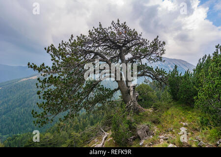 Pinus heldreichii Baum im Pirin-gebirge, Bulgarien Stockfoto