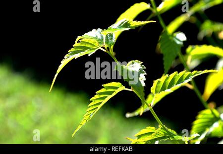 Grün Nessel im Garten Stockfoto