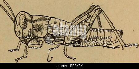 . Gemeinsame schädigende Insekten von Kansas. Schadinsekten. . Bitte beachten Sie, dass diese Bilder sind von der gescannten Seite Bilder, die digital für die Lesbarkeit verbessert haben mögen - Färbung und Aussehen dieser Abbildungen können nicht perfekt dem Original ähneln. extrahiert. Kellogg, Vernon L. (Vernon Lyman), 1867-1937; Kansas. Universität. Abt. der Entomologie. [Aus dem alten Katalog]. [Lawrence, Kan. ] Der Universität Stockfoto