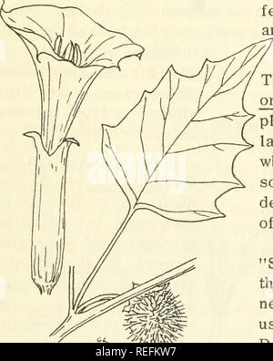 . Gemeinsame essbar und nützliche Pflanzen des Westens. Pflanzen, essbare - West (U. S.); Botanik, wirtschaftlichen; Botanik - West (U. S.). Salbei Kap. Eiche Gras Kult. Calif. Utah Ariz Nev wächst meist unter 4000" in offenen, trockenen Gebieten. Es ist 3-15" hoch, mit 2-3 Quirlen von kleinen, blauen Blüten am Stiel. Inder versammelt, Samen, die durch das Biegen der Halme über einen Korb und Schütteln der Samen in sie hinein. Samen sind ähnlich wie Saatgut von Flachs und wurden geröstet und später als Brei gekocht zu werden. Medizinisch wurde es verwendet, inflamped Verdauungsorgane zu beruhigen; auch ein wenig Saatgut - Einfügen in das Auge nachts gestellt wurden alle Par Stockfoto