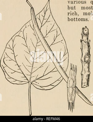 . Gemeinsame Wald Bäume von Georgien: Wie Sie wissen. Eine Tasche Handbuch. Bäume - Georgia. - OH^- c^^ j" -^- e&gt;-# ^-^^-{CATALPA Catalpa speciosa Engelm.) Diese Arten von catalpa, knoMTi auch als indische Strahl oder indische Zigarre, und oft miscalled" Catawba, "ist in der zentralen Mississippi River Basin, hat aber Avidely gepflanzt worden und hat etwas weiter als Folge des Anbaus zu verbreiten. Die catalpas sind spärlich, über den ganzen Staat Außer im äußersten südlichen Abschnitt gefunden, und auf verschiedenen Eigenschaften des Bodens auftreten, aber am häufigsten auf reiche, feuchte Erde, wie aufsitzt. Es ist Stockfoto