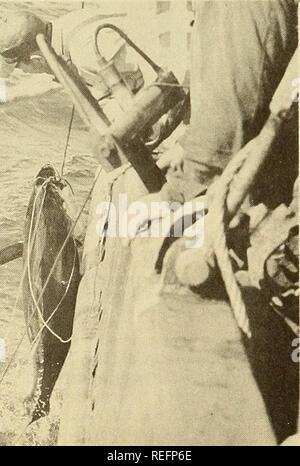 . Die kommerzielle Fischerei. Fischerei Fischhandel. Abb. 6 - Position der Langleinenfischerei Stationen in Riegel Karibik während der Kreuzfahrt 30, April-Mai 1955. Kreuzfahrt auf die Gründung der nach Westen grenzen der Fishable Bestände in der nördlichen Karibik - bean. Gelbflossenthun wurden auf 6 der 7 Sätze verfangen, Osten und Norden von Jamaika und in den Windward Passage. Von besonderem Interesse in diesem Bereich war die Erfassung von Eins bis Sechs große Weißer Thun (Thunnus alalunga) am gleichen Stationen und zwei big-eyed Thunfisch (Thun-nus obesus) auf einem Satz östlich von False Cape, Haiti - das erste verifizierte Datensätze für diese beiden Spe- Stockfoto