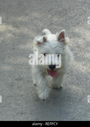 West Highland White Terrier Welpen walking Portrait Stockfoto