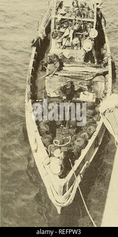 . Die kommerzielle Fischerei. Fischerei Fischhandel. Die kommerzielle Fischerei REVIEW Vol. 14, Nr. 11 eine kleinere Sole - gefrierleistung (ein Tank von 3,7 Tonnen Kapazität), und der begrenzten Abstand der Regale im Tiefgefrieren Kammern machte es notwendig, mehrere der großen Fische als getan wurde "fL: ^• Auf dem Settsu Maru zu verrunden. Auf halbem Wege durch diese Operation jedoch Entwicklungen auf dem Exportmarkt verursachte einige Revision der Verarbeitung eröffnete- Maßnahmen. Zuerst von allen, Wort war re-Erstattungspflicht, die Nippon Suisan hav-ing Probleme bei der Suche nach Käufern für den Gelbflossenthun an Bord des Settsu Maru gefroren; dann kam Stockfoto