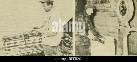 . Die kommerzielle Fischerei. Fischerei Fischhandel. 10 DIE KOMMERZIELLE FISCHEREI REVIEW Vol. 13, Nr. 12. Hummer Fischer VOR DER KÜSTE EIN HUMMER, UM ZU SEHEN, OB ODER NICHT LEGAL - Größe begrenzen. Überhaupt mit dem Gemeinsamen oder Nord- ern Hummer, Parti konkurrieren besonders im Restaurant rants in der Vari-ous Speisen vom zubereitet werden können - Da die gefrorenen Stacheligen - Hummer Fleisch oder Schwänze Auto. wesentlich kostengünstiger als die ganze nördliche Hummer oder theirmeat erworben werden, restaurants sind mit größeren Mengen von Langusten. Der Wettbewerb ist noch nicht in großem Umfang in Neu-England geglaubt worden Stockfoto