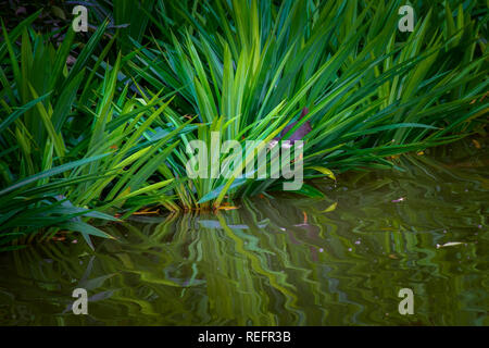 Weiße Breasted waterhen (amaurornis phoenicurus) Spaziergänge entlang der Ufer und auf der Suche nach der Nahrung sind, Halbinsel Malaysia. Stockfoto