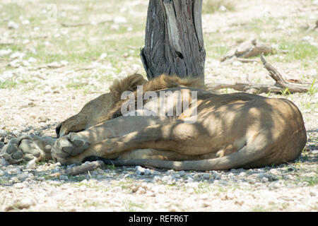 Schlafen wild Lion, im Schatten der einsame Baum auf die Savanne in der Nähe von Nebrownii Wasserloch, Etosha National Park, Namibia, Afrika Stockfoto