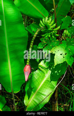 Banane Baum Blume blühen in Malaysia. Banane Blume und unreife Früchte am Baum Stockfoto