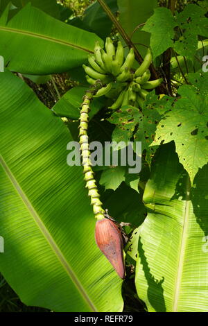 Banane Baum Blume blühen in Malaysia. Banane Blume und unreife Früchte am Baum Stockfoto