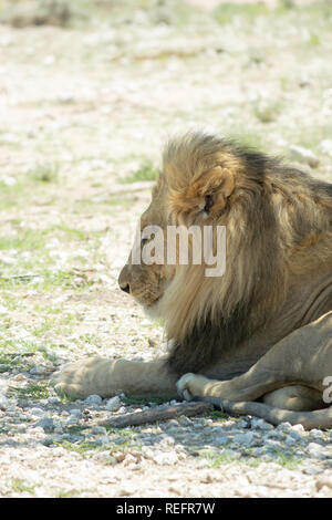 Ruhende wild Lion, im Schatten der einsame Baum auf die Savanne in der Nähe von Nebrownii Wasserloch, Etosha National Park, Namibia, Afrika Stockfoto