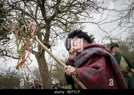 Glastonbury, Großbritannien. 12. Jan 2019. Wassailing in Glastonbury Abbey Orchard vom Orden der Barden, Ovates and Druids. Credit: Guy Corbishley/Alamy leben Nachrichten Stockfoto
