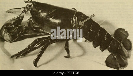 . Die kommerzielle Fischerei. Fischerei Fischhandel. 69 DEN WEG ALLEN GIGANTEN? Vor einem Jahrhundert Hummer verkauft für 2 (p ein Pfund und wurden so häufig waren sie manchmal als Fisch Köder benutzt. Besseren Transport und Kühlung haben diese drastisch geändert, und der fischereiliche Druck ist intensiver geworden. Dockside Preise für Hummer sind 80 (;;;;;;;; ein Pfund oder mehr. Schiffe sind inzwischen die Fischerei in den tiefen Gewässern vor der Küste, wo riesige 20-30 Pfund Hummer gefunden werden, Laut Bernie Skud, Direktor des theBCF biologisches Labor inBoothbay Harbor, Maine. Die offshore catch verwendet weniger als ein Prozent der werden. Stockfoto