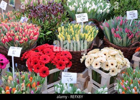 Frische Blumen in Amsterdams WTC. Heute nur ein paar Shop verkaufen noch frische Blumen in weltweit der einzige schwimmende Blumenmarkt. Stockfoto