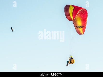 Bo-Peep, Alciston, Lewes, Sussex, Großbritannien. Januar 2109. Tiger Cox steigt mit seinem Tier Falcon 'Safire' über die Sussex Downs. Stockfoto