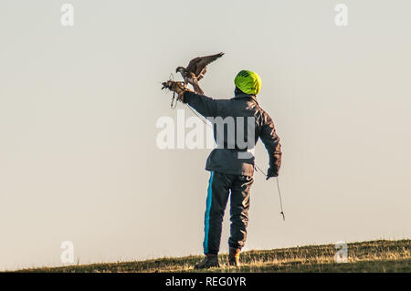 Bo-Peep, Alciston, Lewes, Sussex, Großbritannien. Januar 2109. Safire The PET Falcon tritt nach einem weiteren Flug dem Besitzer Tiger Cox bei. Stockfoto