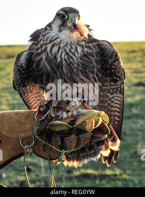 Bo-Peep, Alciston, Lewes, Sussex, Großbritannien. Januar 2019. Der prächtige Falcon 'Safire' mit dem Besitzer Tiger Cox. Stockfoto