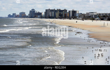 Januar 20, 2019 - Daytona Beach, Florida, United States - Möwen versammeln sich am Rande des am Wasser auf einer fast leeren Strand wie eine Kaltfront bringt Temperaturen nahe dem Gefrierpunkt in der Nacht zum 20. Januar 2019 in Daytona Beach, Florida. (Paul Hennessy/Alamy) Stockfoto