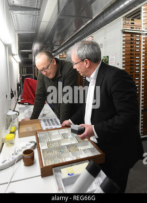 15 Januar 2019, Bayern, München: Der Käfer Sammler Michael von Bressensdorf (l) und Herbert Fuchs ein Insekt, Beobachten in der Zoologische Staatssammlung München (Bayern). Käfer sammeln Sammler regelmäßig beim Käfer Tabelle in die Staatliche Sammlung in ihr gefangen Insekten zu ermitteln und auszutauschen. Foto: Tobias Hase/dpa Stockfoto