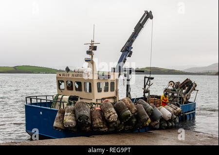 Bantry, West Cork, Irland. 22 Jan, 2019. Fischer auf die Muschel Fischerboot "Blue Harvest" Land, den Fang von Muscheln an der Whiddy Island Ferry Slip in Bantry bei feuchter Witterung. Der Tag wird nass mit Temperaturen deutlich zurück bleiben heute Abend. Credit: Andy Gibson/Alamy Leben Nachrichten. Stockfoto