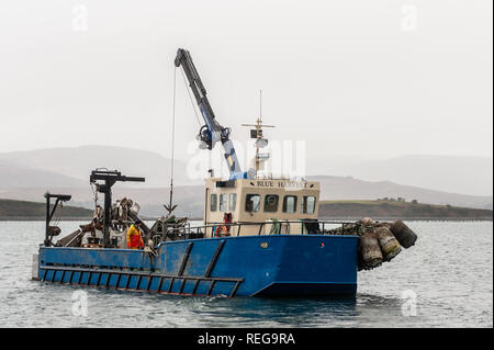 Bantry, West Cork, Irland. 22 Jan, 2019. Fischer abaord die Muschel Fischerboot "Blue Harvest" Land, den Fang von Muscheln an der Whiddy Island Ferry Slip in Bantry bei feuchter Witterung. Der Tag wird nass mit Temperaturen deutlich zurück bleiben heute Abend. Credit: Andy Gibson/Alamy Leben Nachrichten. Stockfoto