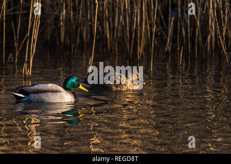 Eine männliche und weibliche Stockenten Anas platyrhynchos zwischen Schilf auf einem See gesehen. Stockfoto