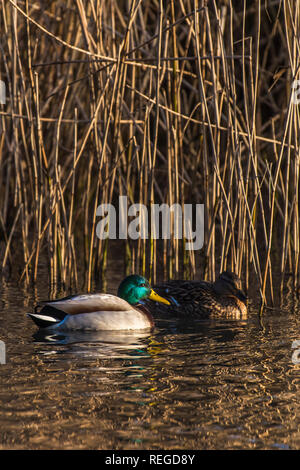 Eine männliche und weibliche Stockente Anas platyrhynchos zwischen Schilf auf einem See gesehen. Stockfoto